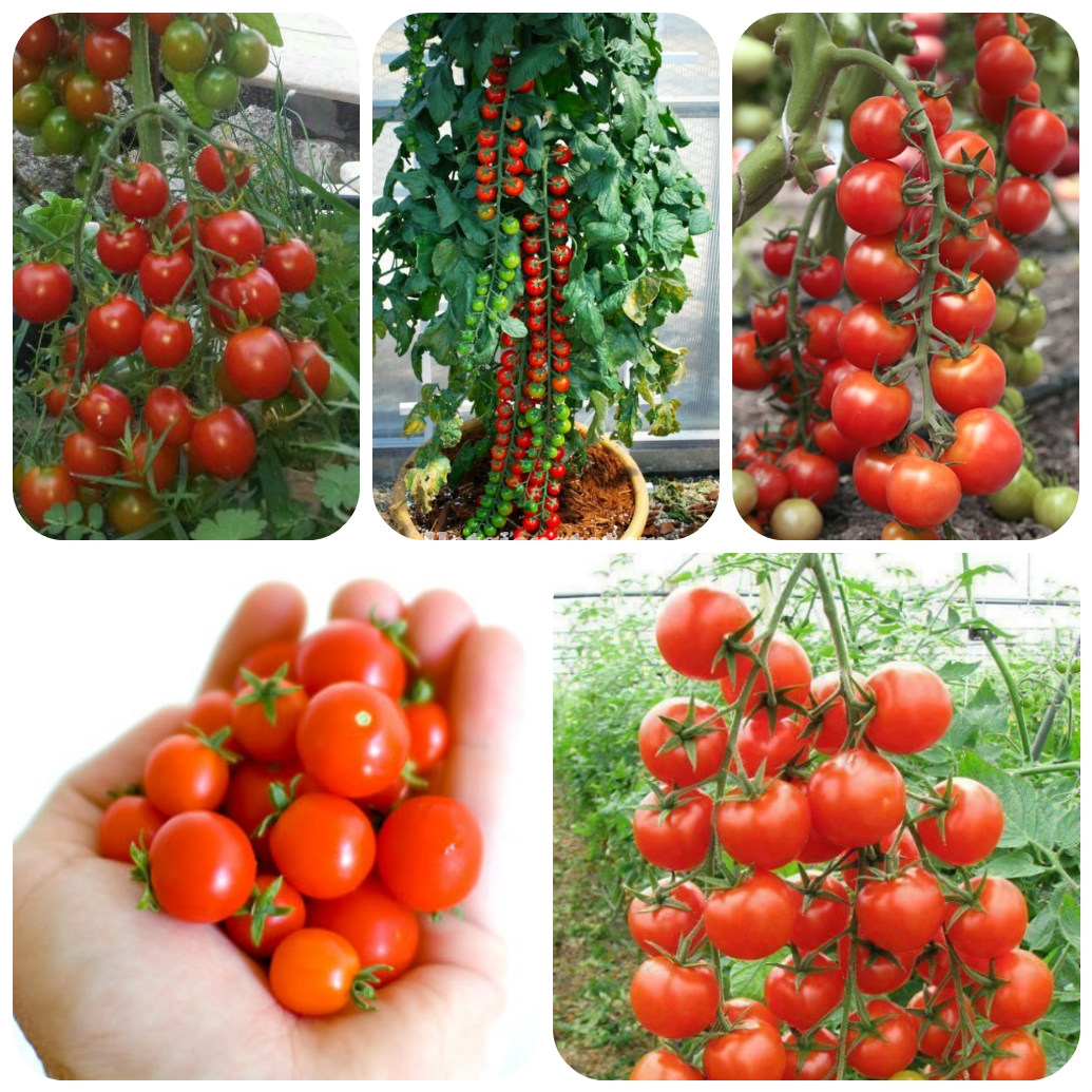 Cách trồng cà chua bi đơn giản cho quả ngon ngọt ăn quanh năm