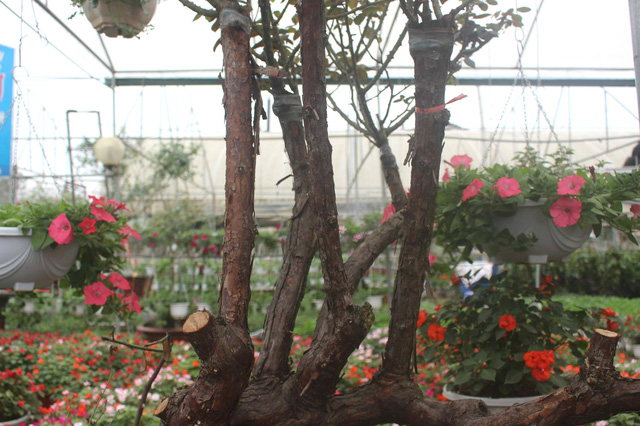 Tận mắt ngắm bốn gốc hoa hồng cổ thụ khủng được rao bán với giá gần 80 triệu đồng