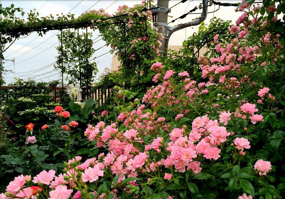 Kỹ thuật trồng hoa hồng cho nhiều bông nở rộ, tỏa hương khắp vườn